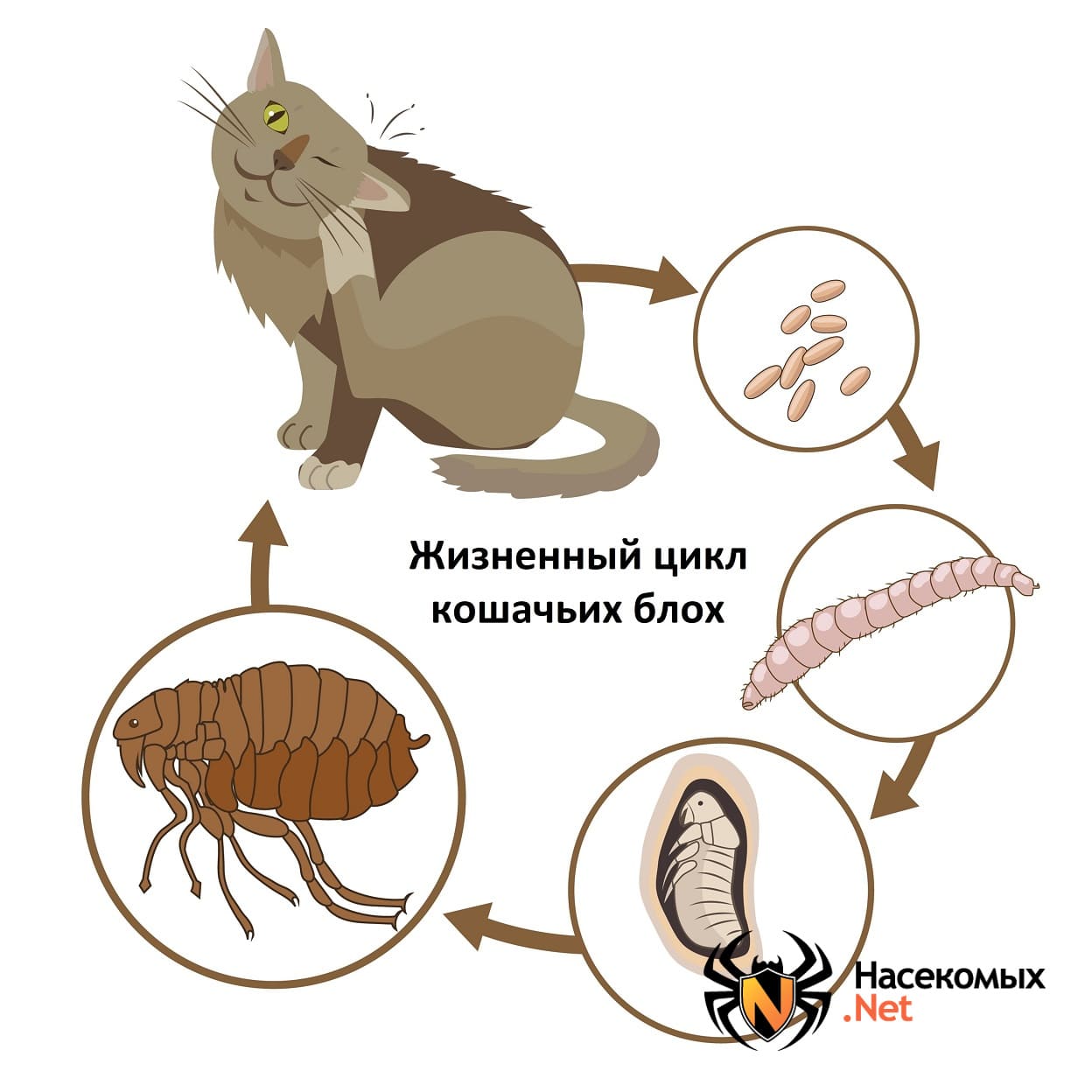 Опасны ли для человека кошачьи блохи в квартире?